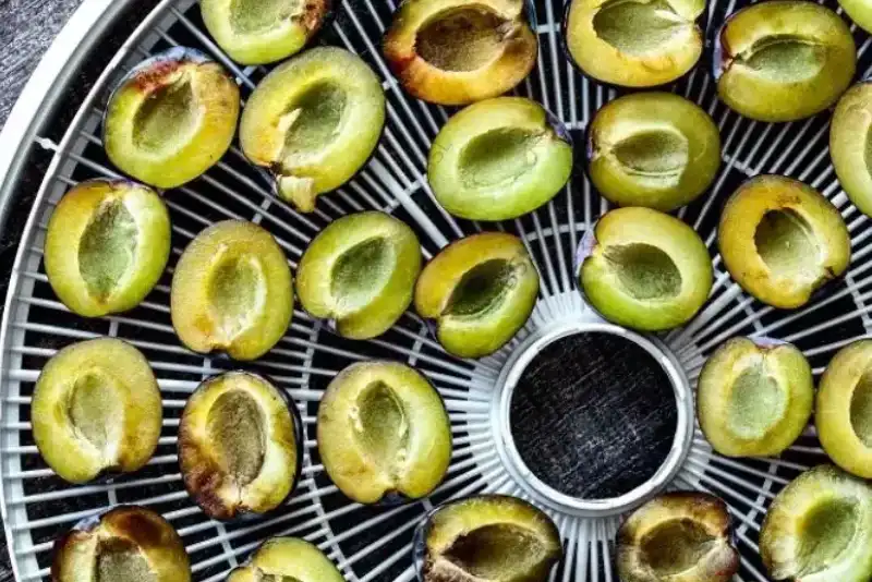 Padėklas maisto džiovyklei Ezidri FD500 - Image 2
